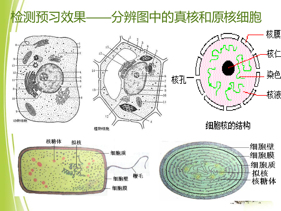 细胞的多样性和统一性(共24张PPT).ppt_第1页