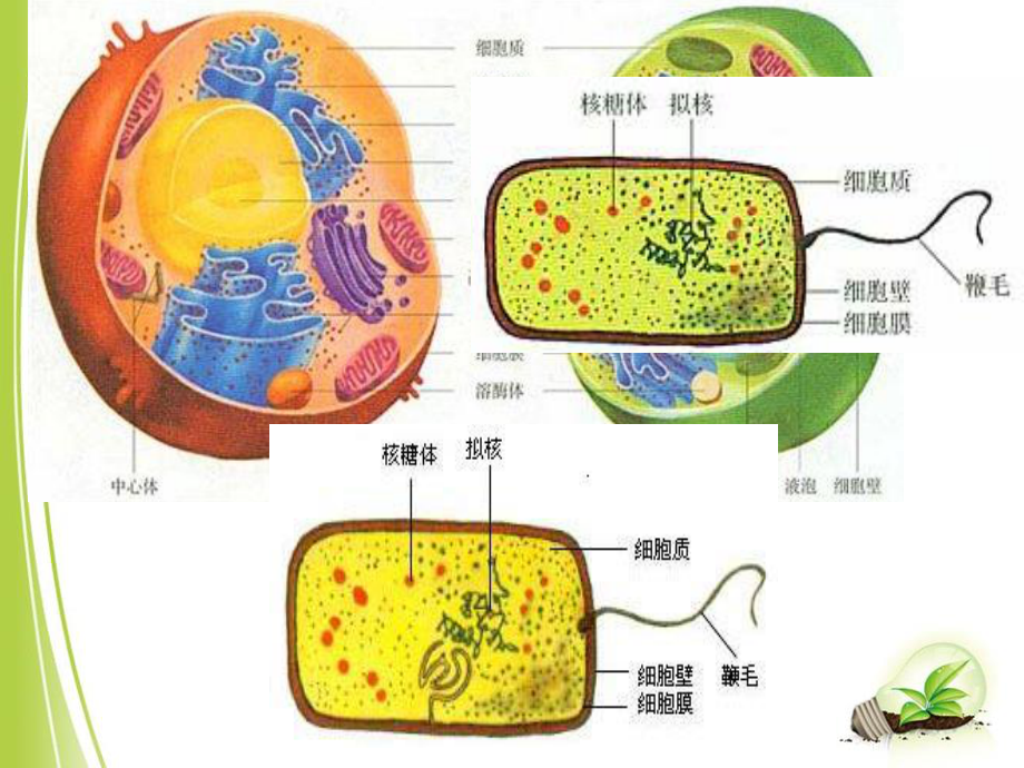 细胞的多样性和统一性(共24张PPT).ppt_第2页