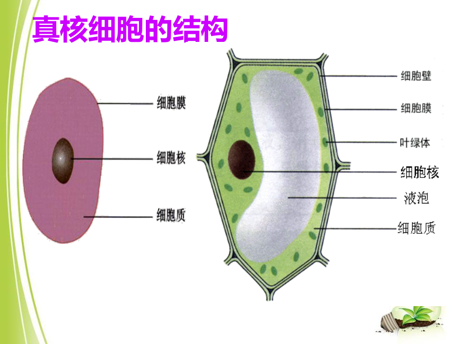 细胞的多样性和统一性(共24张PPT).ppt_第3页