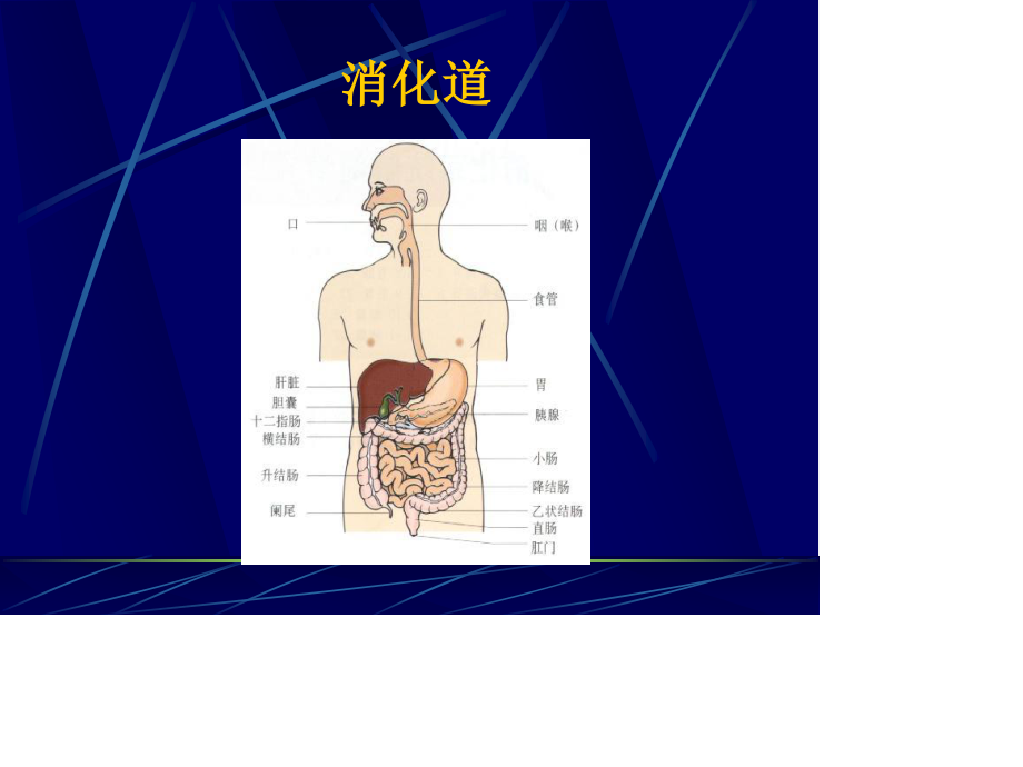 消化道出血ppt共享精品ppt.ppt_第1页