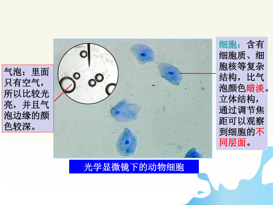 细胞膜与细胞核.pptx_第2页