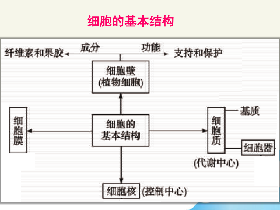 细胞膜与细胞核.pptx_第3页