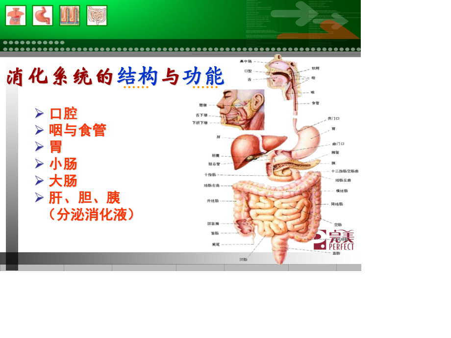 消化系统与健康(1).ppt_第2页