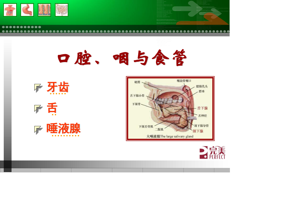 消化系统与健康(1).ppt_第3页