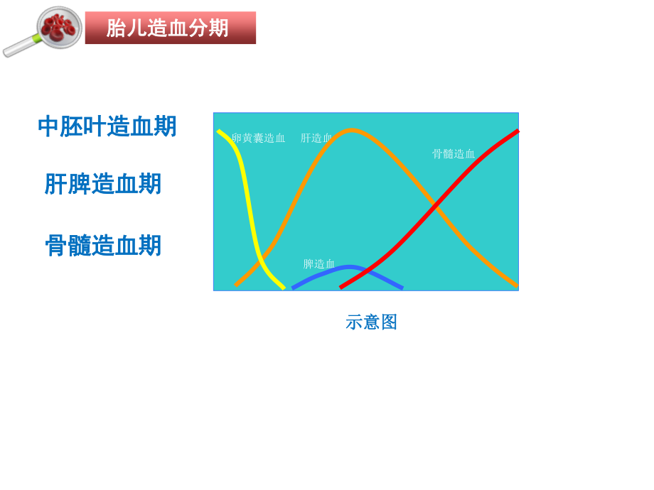 新生儿血液系统发育及特点.ppt_第3页