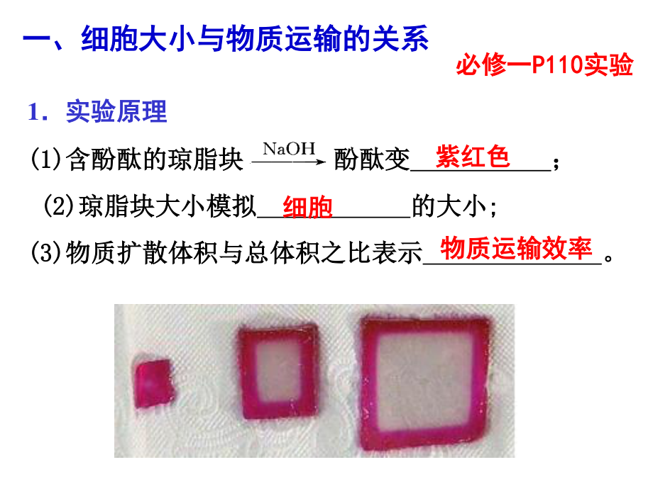 细胞增殖(复习).pptx_第3页