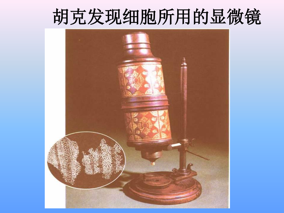 细胞的结构.ppt_第3页