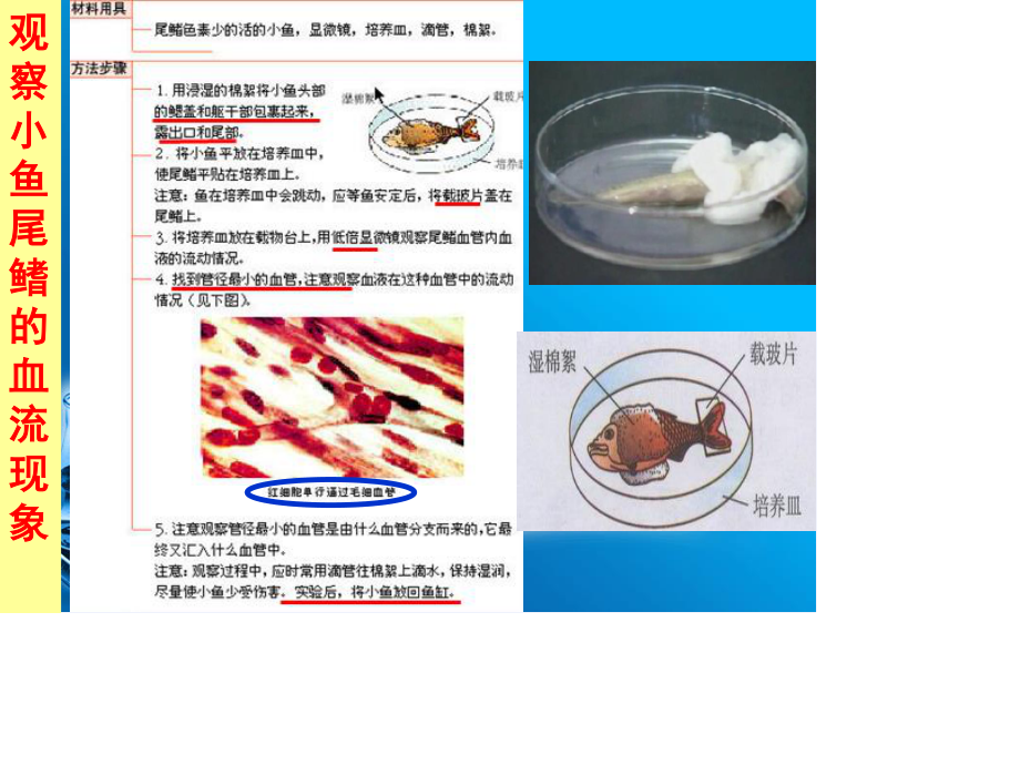 新人教版血流的管道—血管.ppt_第2页