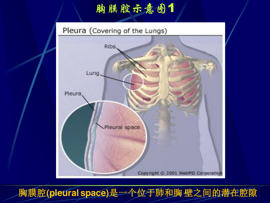 胸腔积液(第六版).ppt_第2页