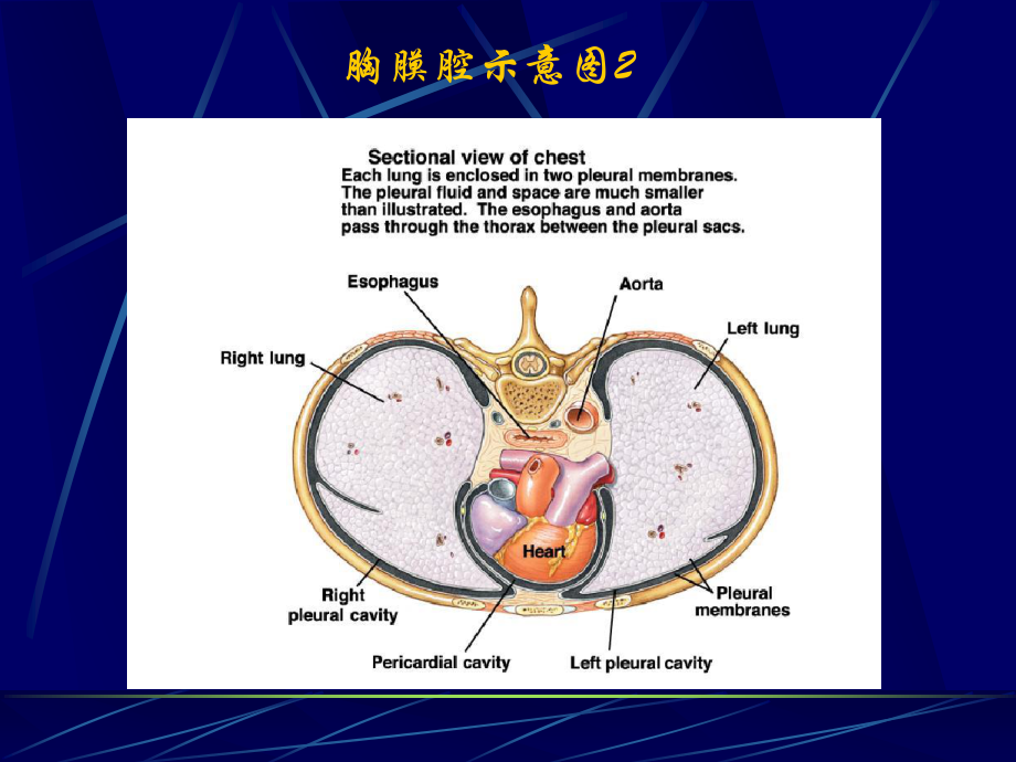 胸腔积液(第六版).ppt_第3页