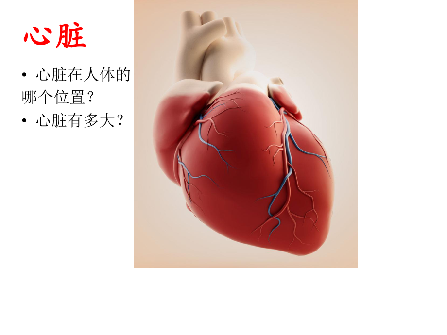 心脏与血管.ppt_第2页