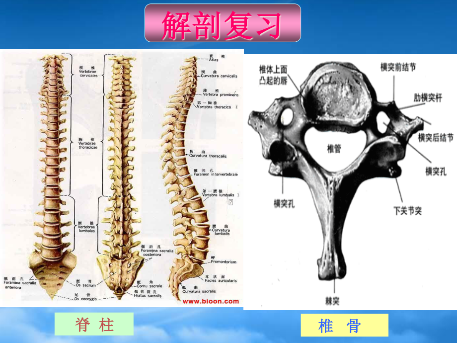 [精选]颈髓损伤伴不全瘫1.pptx_第3页