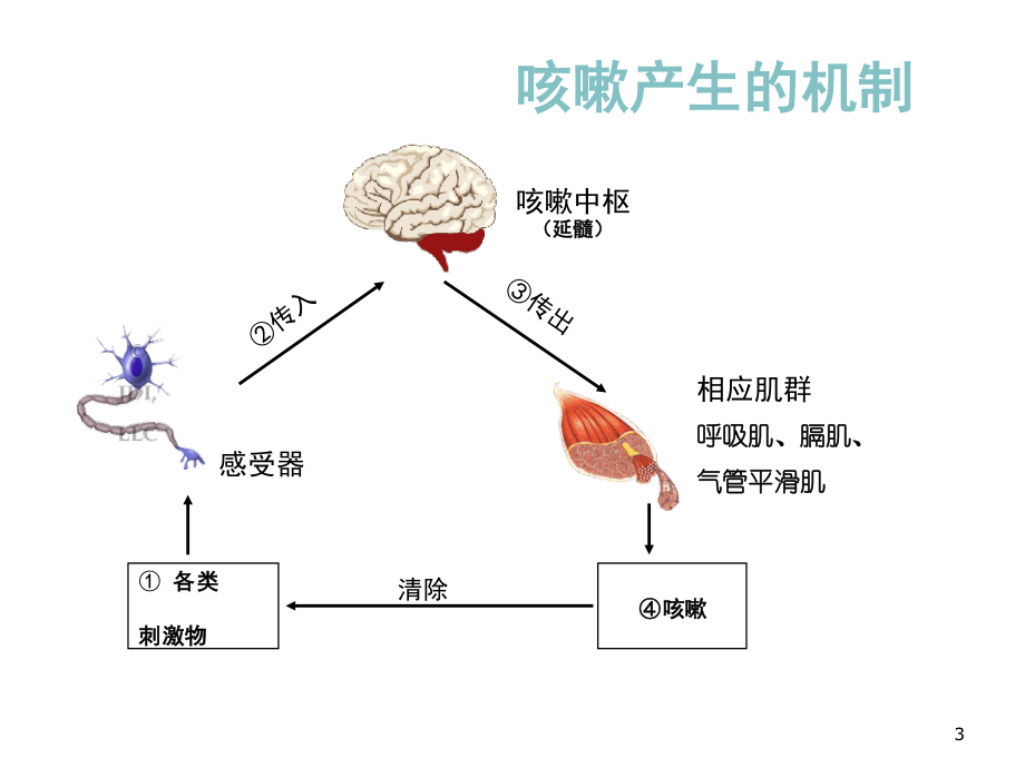 小儿咳嗽用药.ppt_第3页