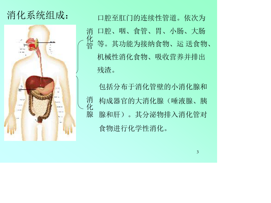 消化系统生理.ppt_第3页