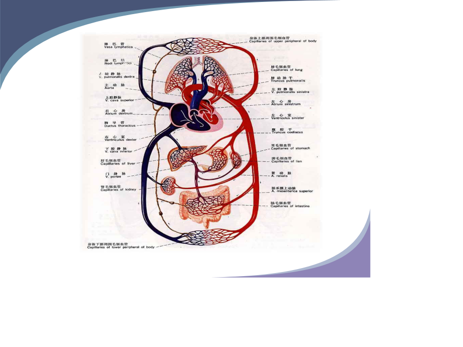 心脏瓣膜病2(完整).ppt_第3页