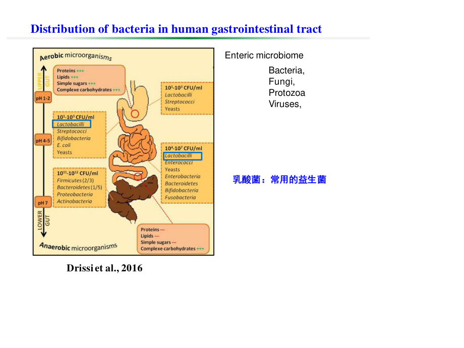 武振龙-乳酸菌与动物肠道健康.pptx_第2页