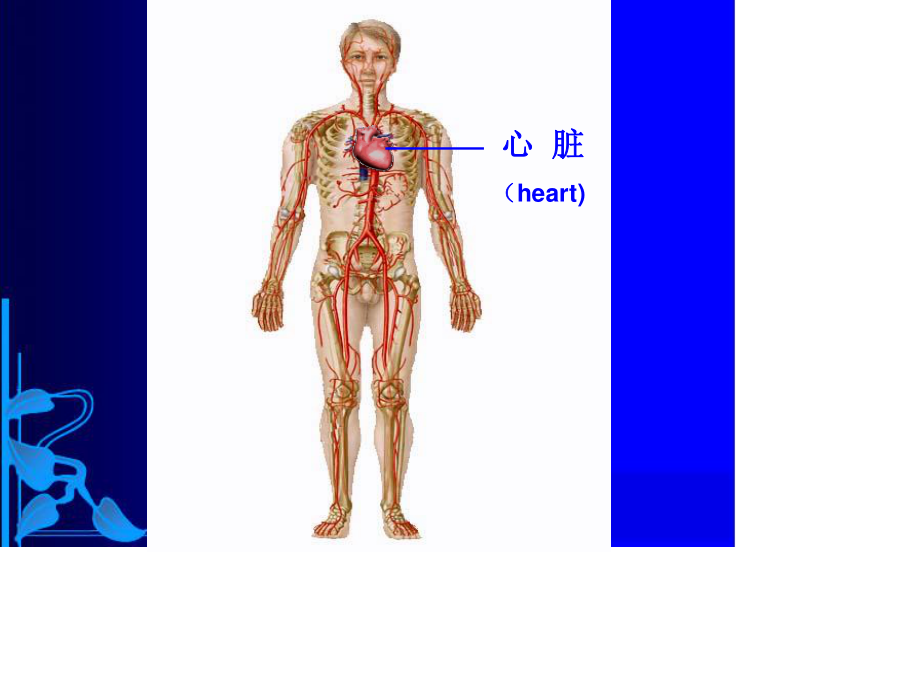 心脏泵功能.ppt_第3页