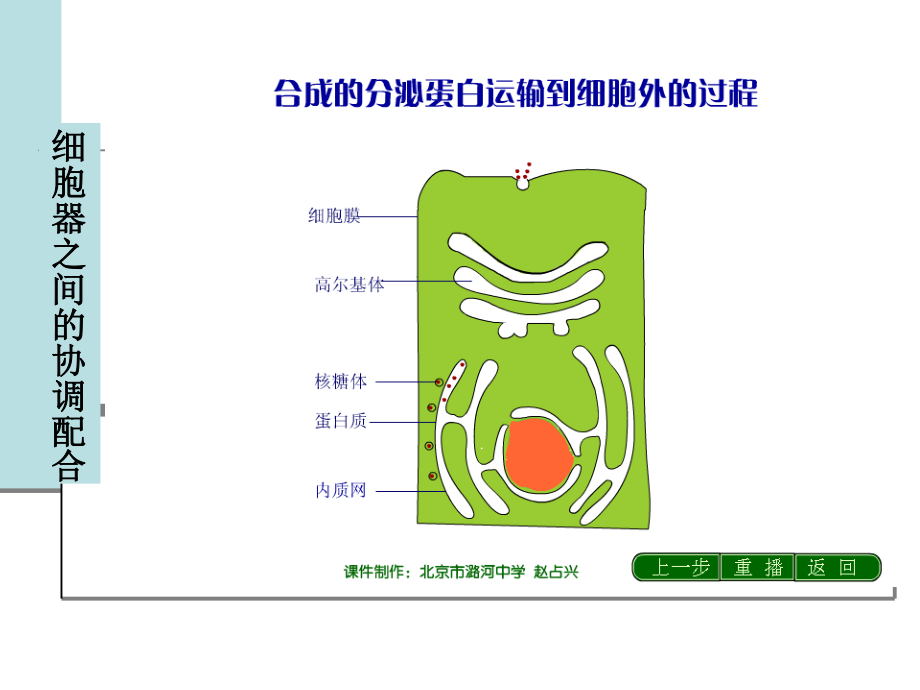 细胞器的合作和细胞核.ppt_第3页