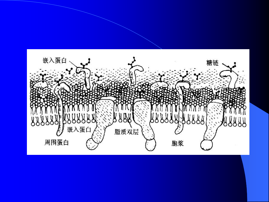 细胞膜的基本结构和跨膜物质转运功能.ppt_第3页
