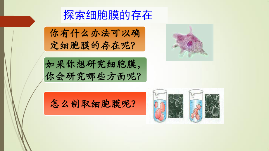 细胞膜结构的探究.pptx_第2页