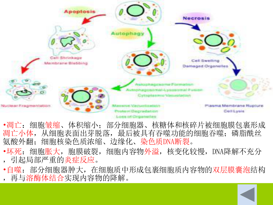 细胞自噬介绍与相关研究.ppt_第3页