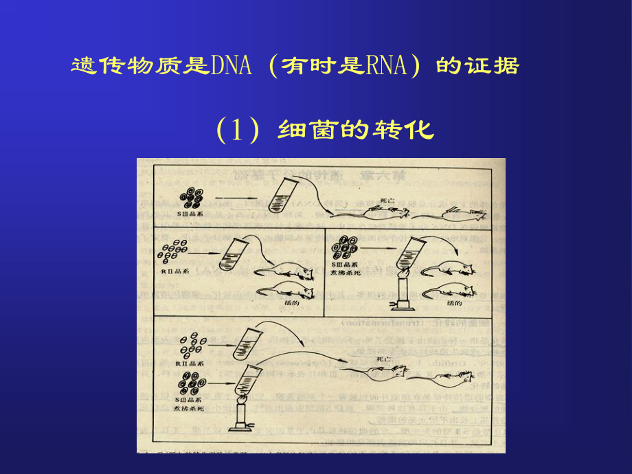 细菌的遗传变异-8.ppt_第3页