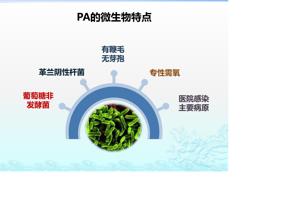 铜绿假单胞菌诊治方法1.pptx_第3页