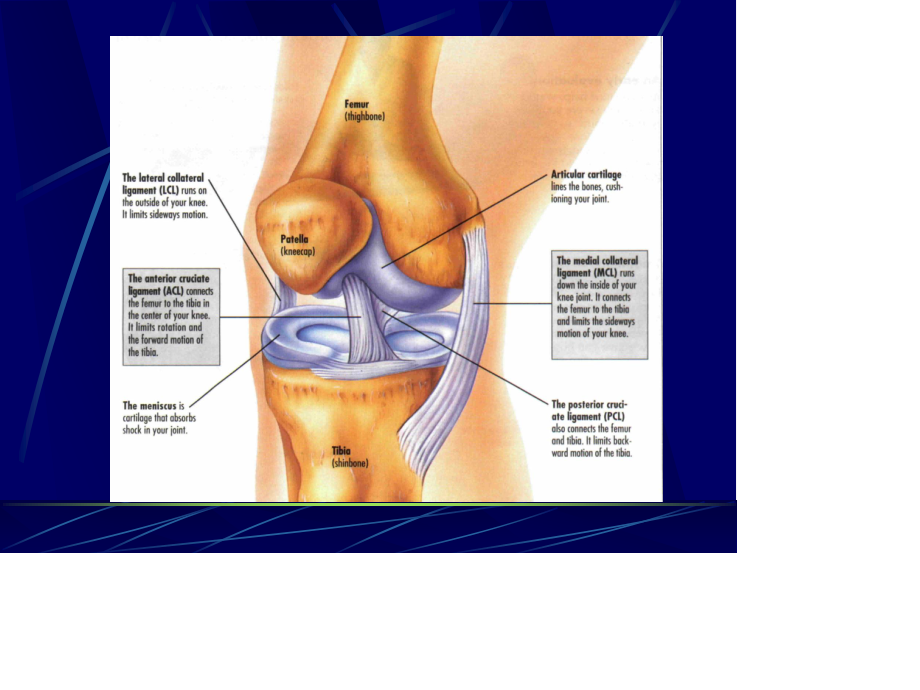膝关节幻灯.ppt_第3页