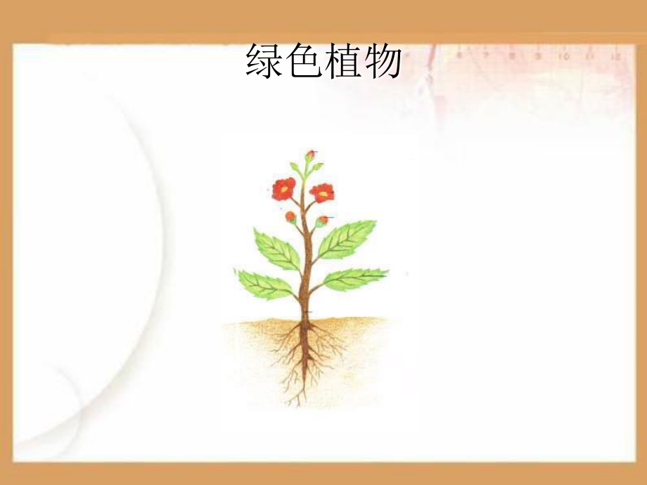 植物的营养PPT课件.ppt_第2页