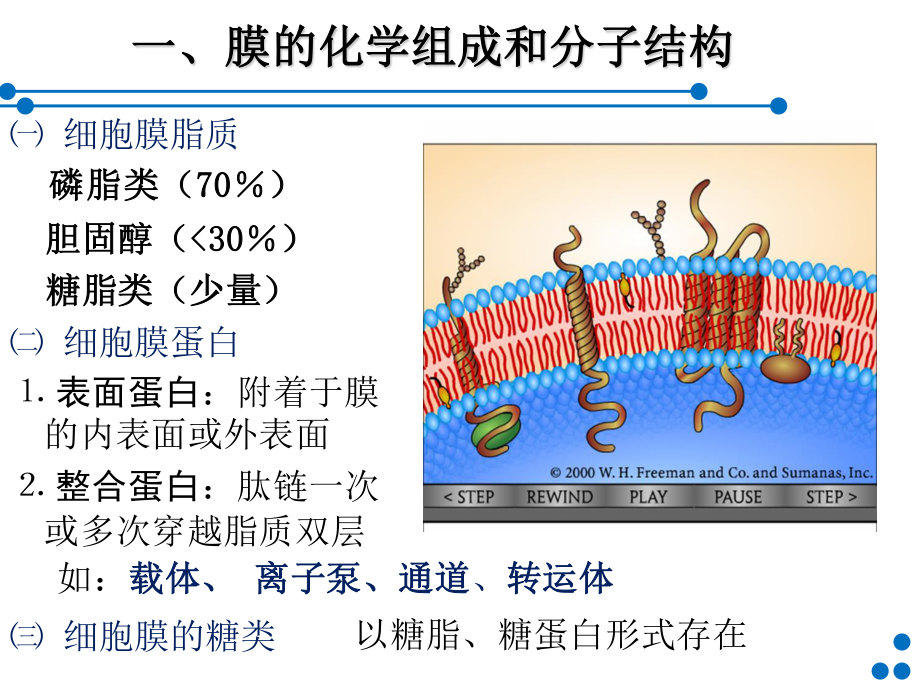 细胞基本功能(60)part1-简版.ppt_第3页