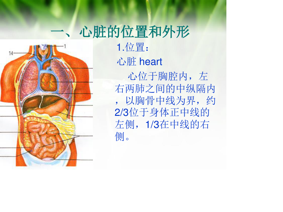 心脏电生理--.ppt_第3页