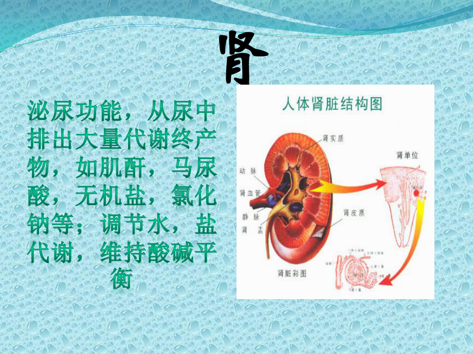 五脏六腑的功能.pptx_第3页