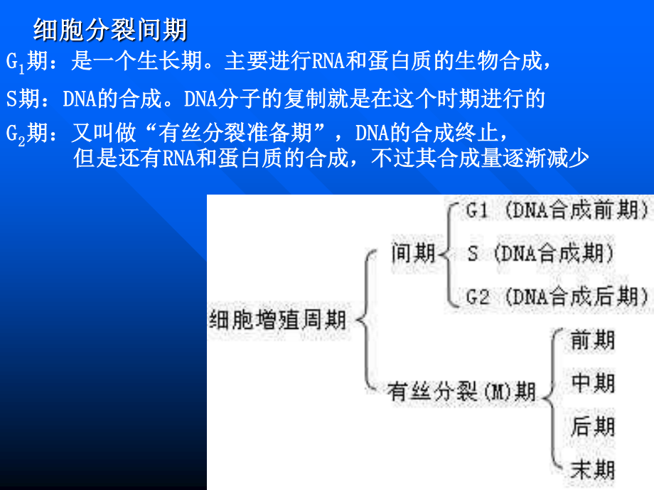 细胞的增殖.pptx_第2页