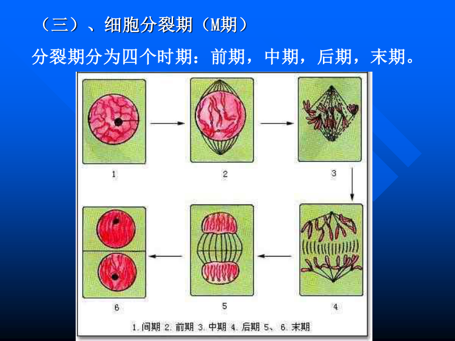 细胞的增殖.pptx_第3页