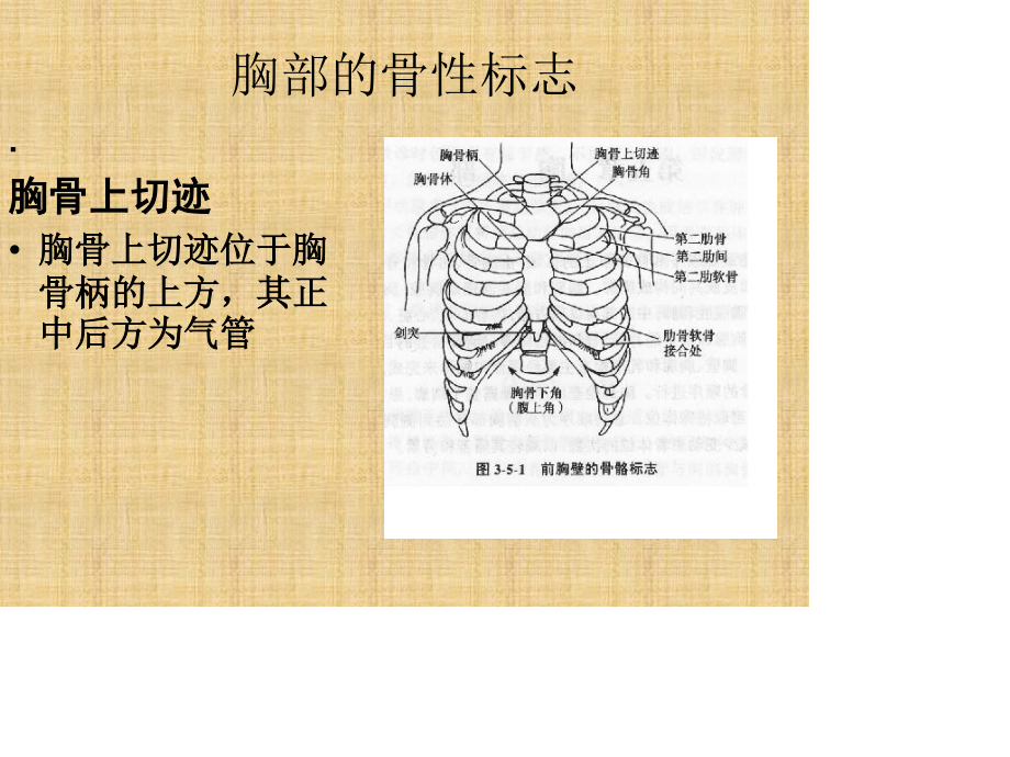 胸部的骨与关节.pptx_第2页