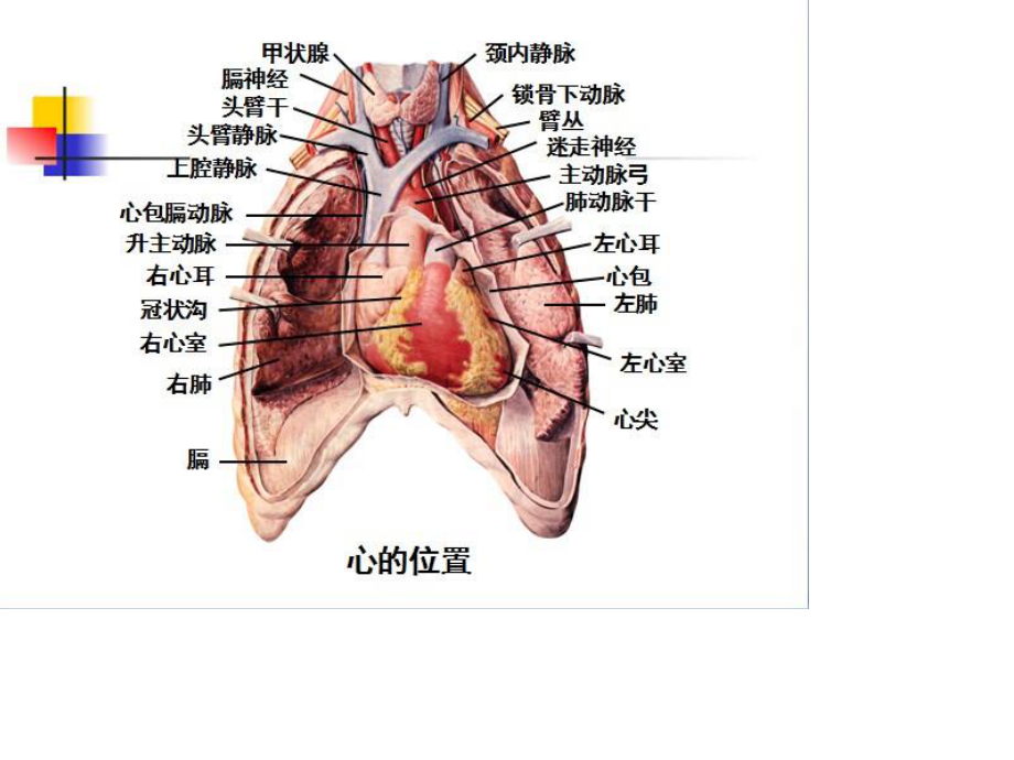 心脏标本解说.ppt_第2页