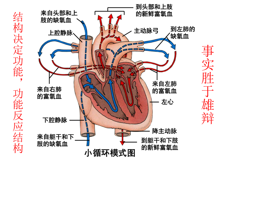 心脏标本解说.ppt_第3页