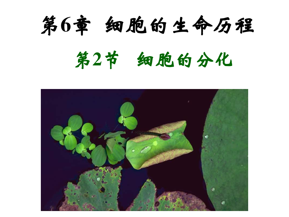 细胞的分化.ppt_第1页