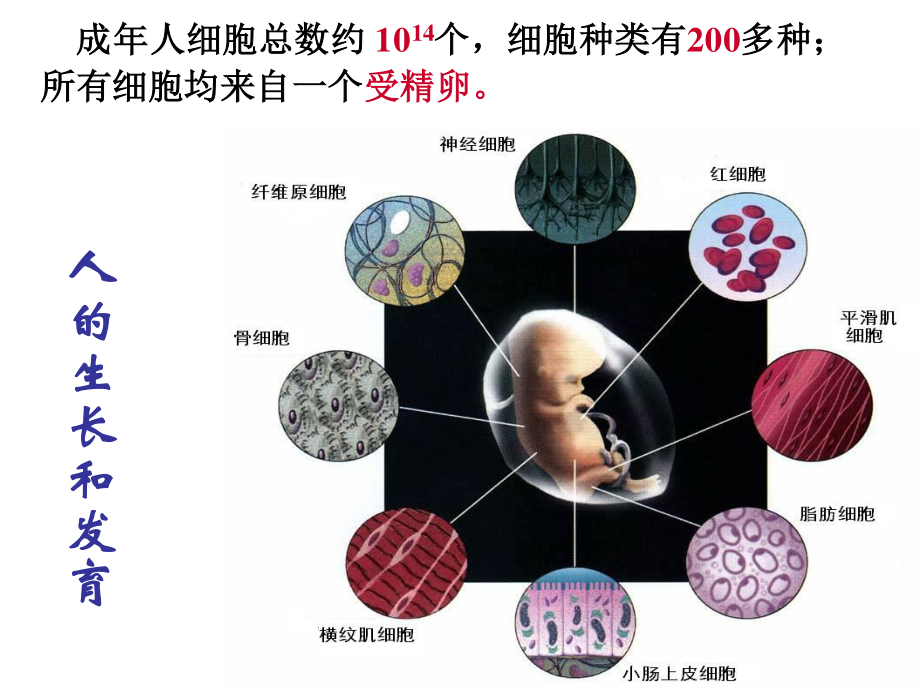 细胞的分化.ppt_第2页