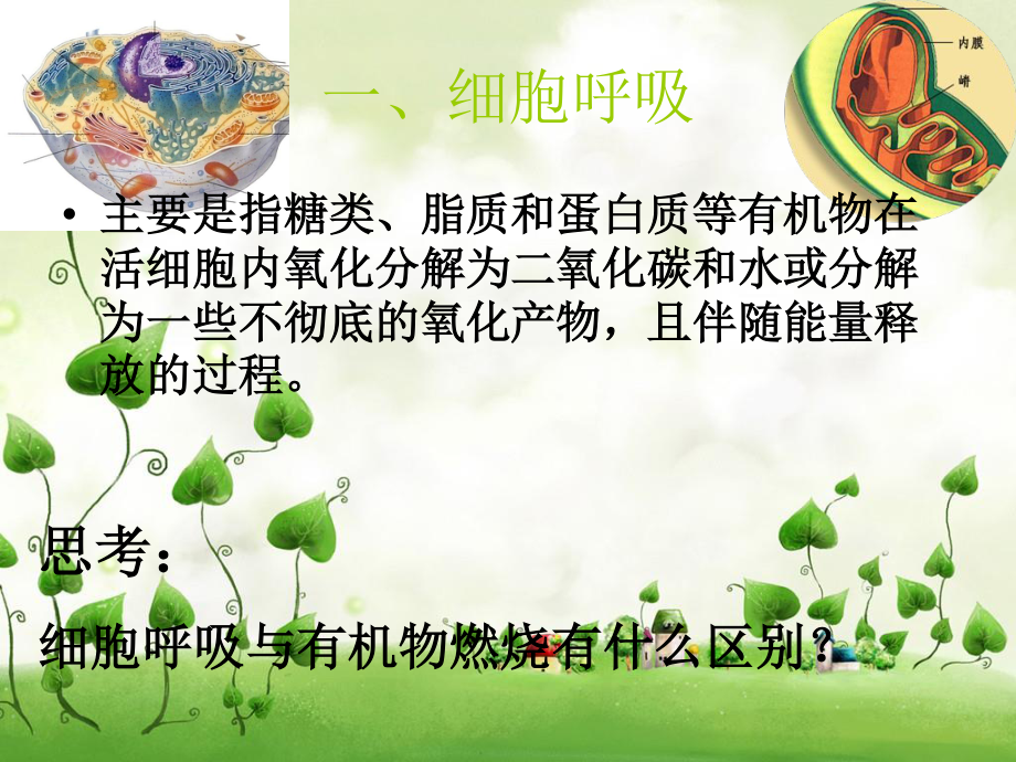 细胞呼吸吕兴洲.ppt_第3页