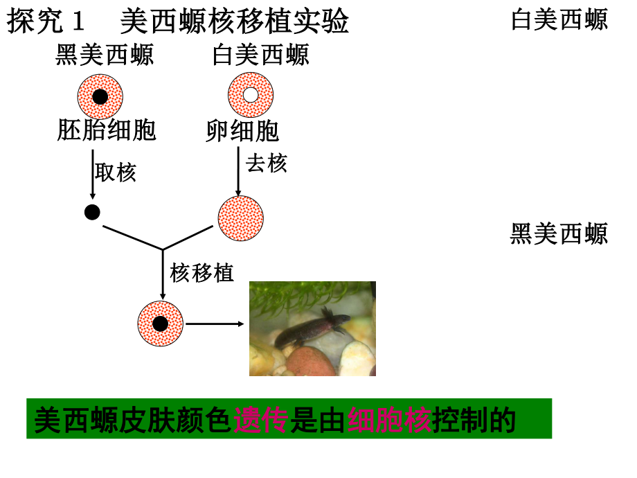 细胞核-系统的控制中心.pptx_第3页