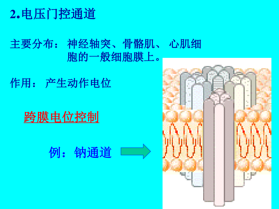 细胞的跨膜信号传递功能(1).ppt_第3页