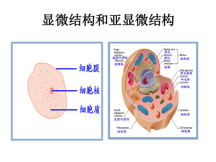 细胞的类型和结构.pptx_第3页