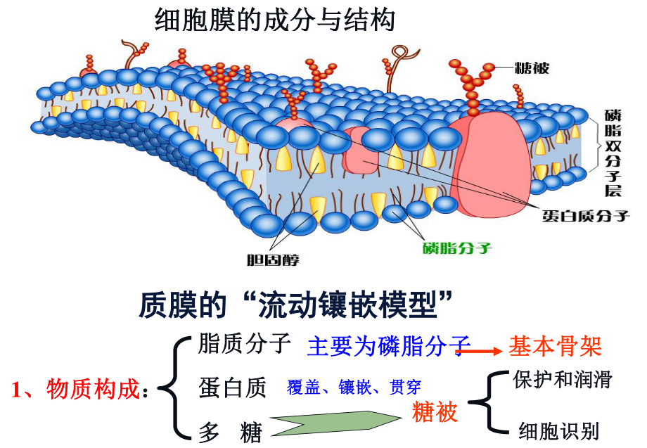 细胞膜一轮复习.ppt_第2页