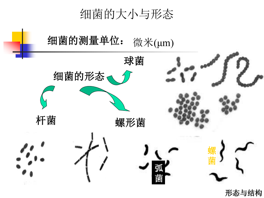 细菌形态和生理.ppt_第3页