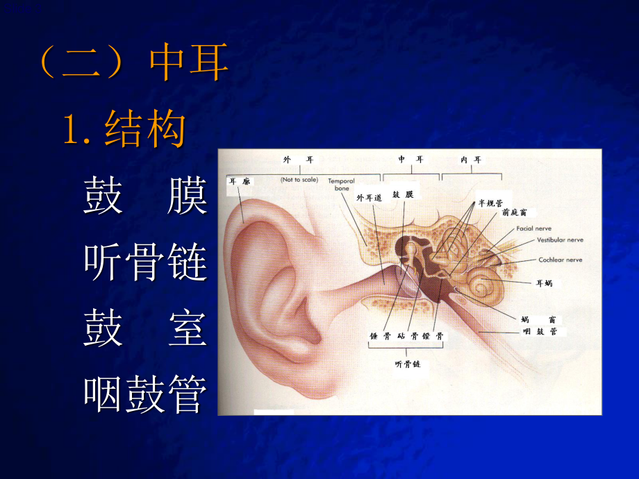 听觉生理.ppt_第3页