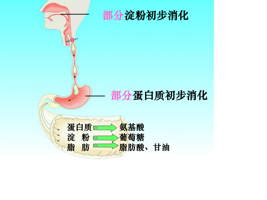 小肠适于消化吸收的结构特点.ppt_第1页