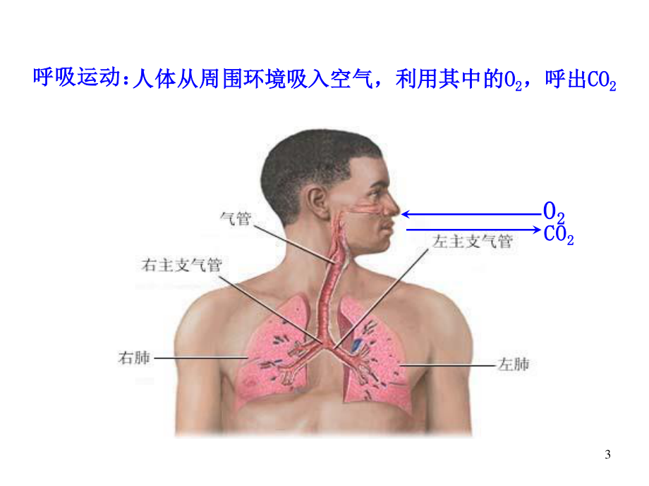 细胞呼吸的概念、反应式和过程...ppt_第3页