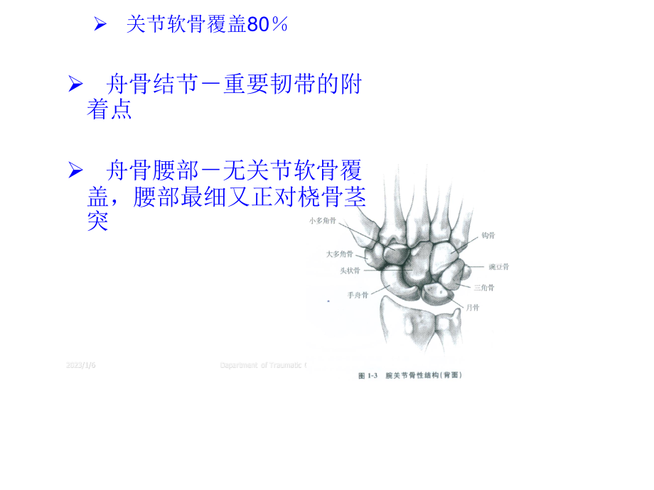 腕部舟状骨骨折.ppt_第3页