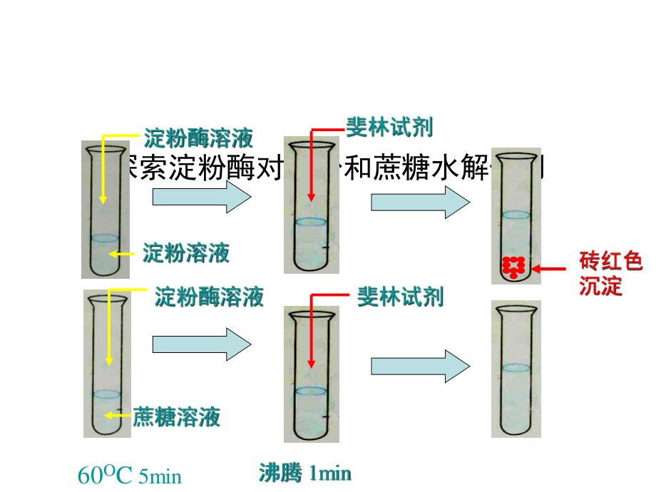 新陈代谢PPT课件.ppt_第3页